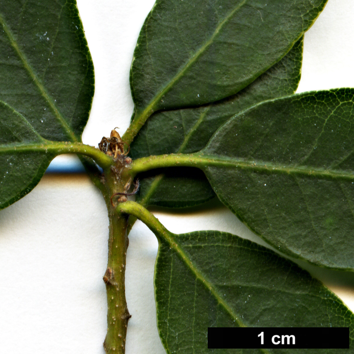 High resolution image: Family: Fagaceae - Genus: Quercus - Taxon: vacciniifolia High resolution image: Family: Fagaceae - Genus: Quercus - Taxon: vacciniifolia